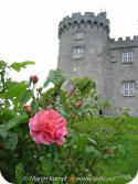 21787 Rose at Kilkenny Castle.jpg