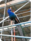 16776 Peacock on scaffolding.jpg