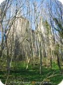 16894 Castle Coch through the trees.jpg