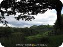 SX16186 Carreg Cennen Castle on top of distant cliffs framed by big tree.jpg